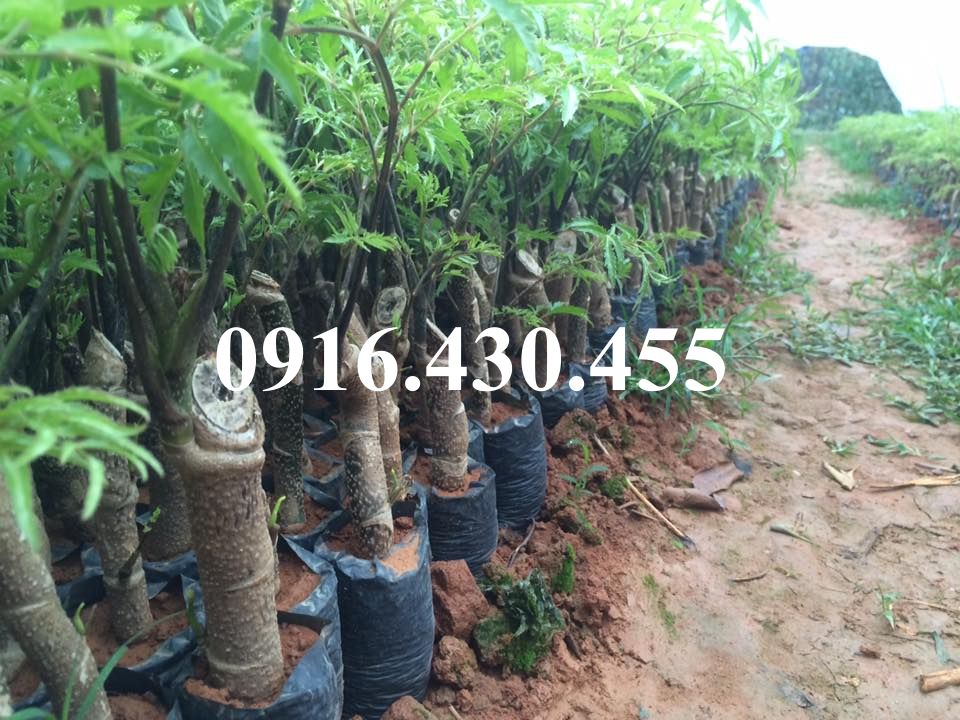 Cây giống đinh lăng